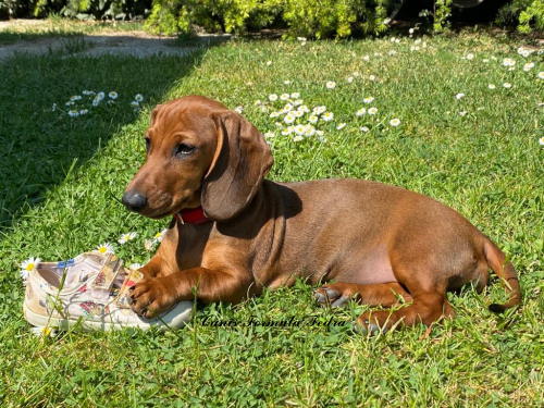 cucciolo bassotto primi giorni