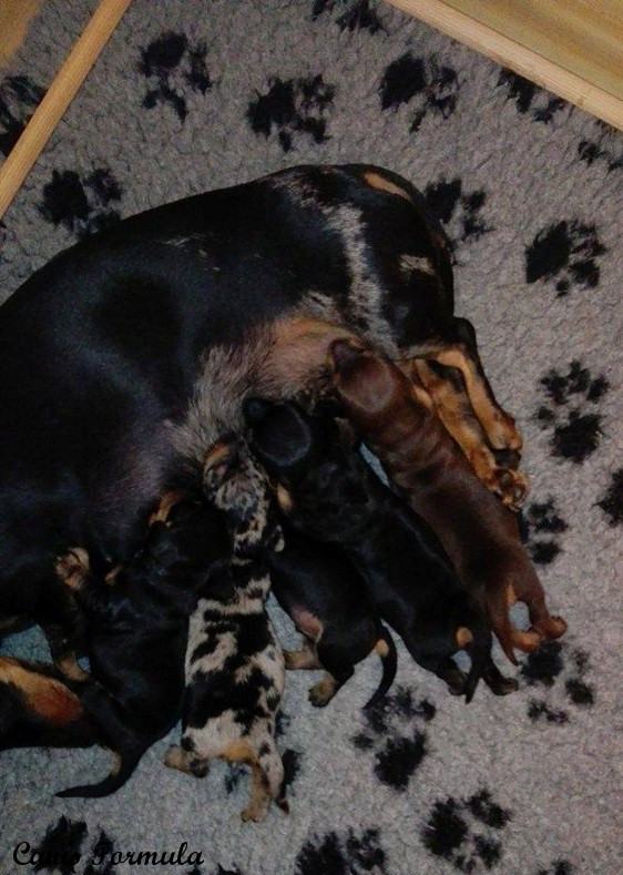 Lo spettacolo della pappa dei cuccioli