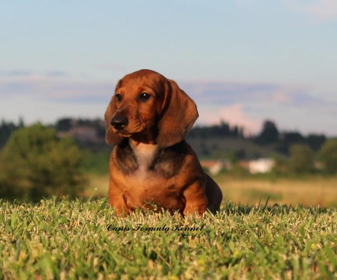 Cucciolo Bassotto all'aria aperta