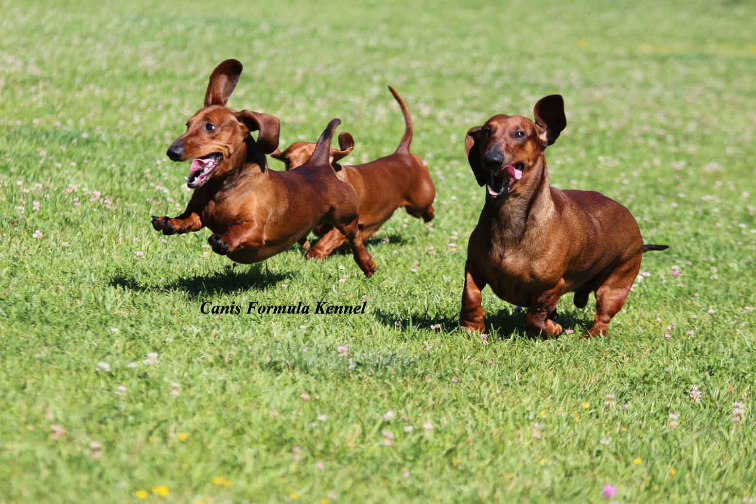 Bassotti run in the greencorrono nel prato