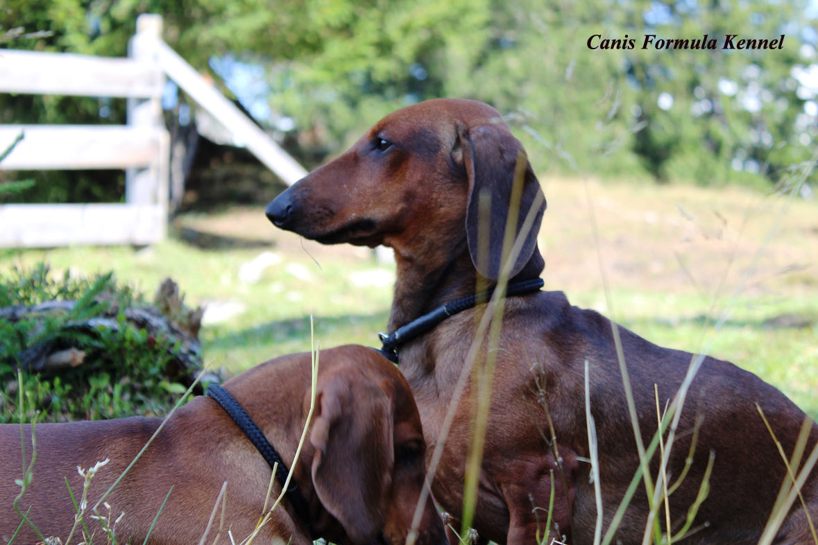 Canis Formula Ares in montagna al fresco