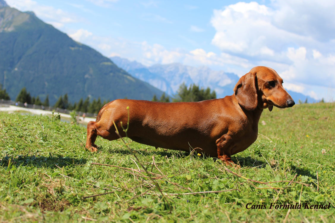 Canis Formula Ares in montagna al fresco