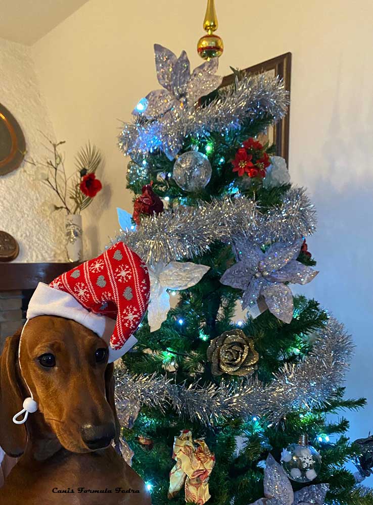 Canis Formula Fedra con cappello di Babbo Natale