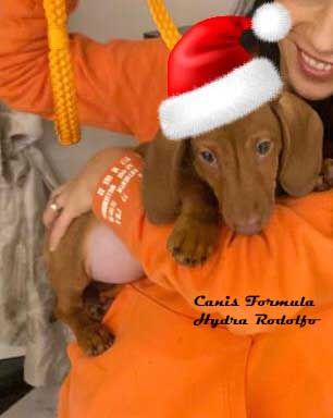 Canis Formula Hydra Rodolfo con cappello di Babbo Natale