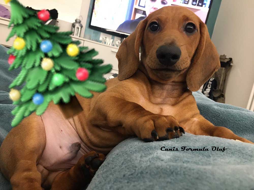 Canis Formula Olaf sotto l'albero di Natale