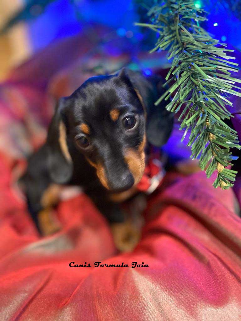 Bassotto Kaninchen per le feste di Natale