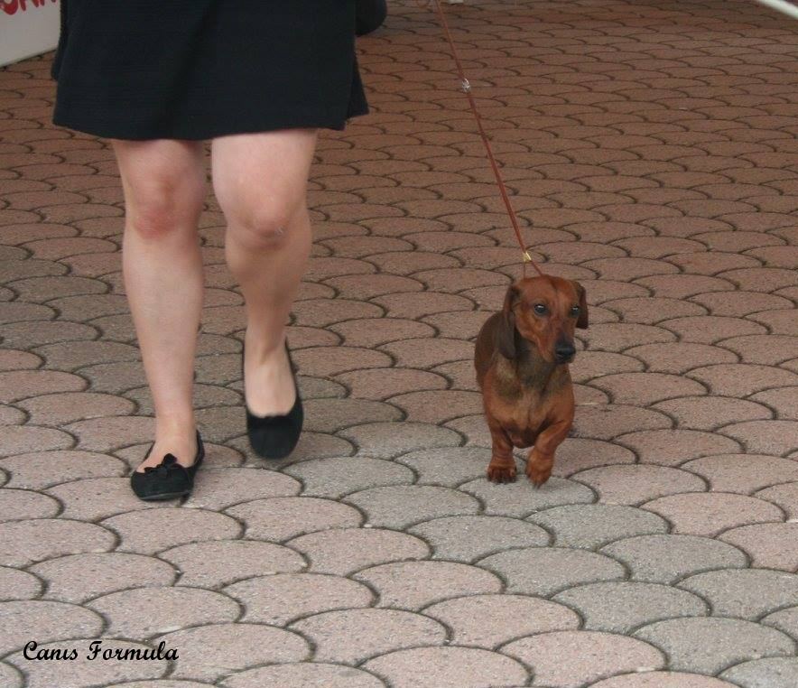 International Dog Show Empoli dachshound miniature