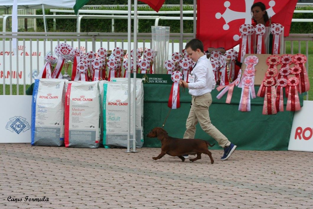 Junior Handler