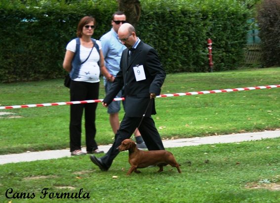 Icarus Vom Driland Lendava Slovenia Dog Show