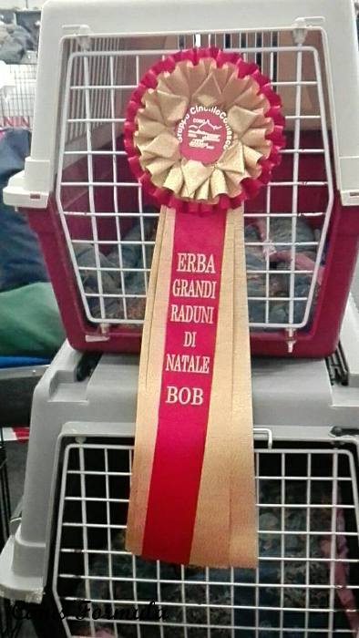 Rosette Speciality dachshund club ABC di Erba
