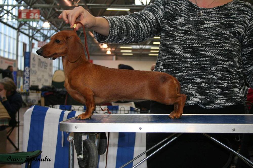 Kurzebeine Ms Von Bright Moonlit Night Dachshund kaninchen