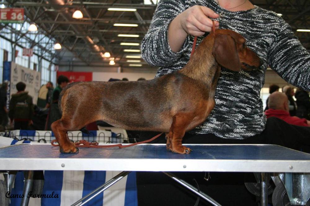 Gazania Dachshund kaninchen