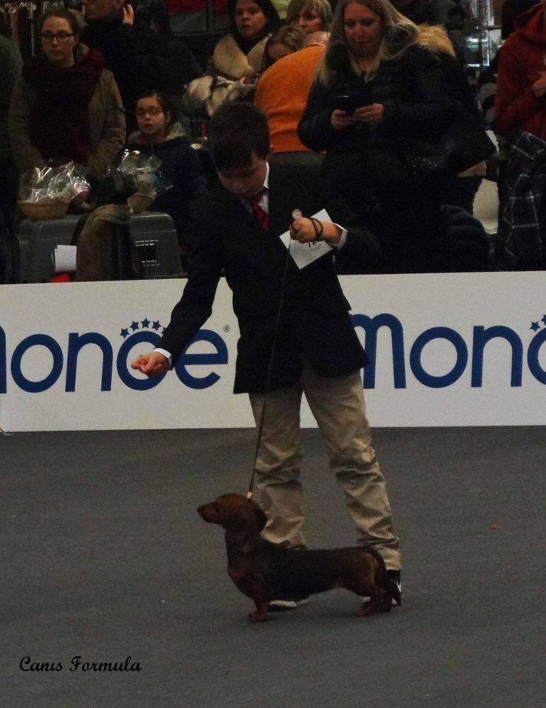 Junior Handler Dachshund kaninchen smooth haired