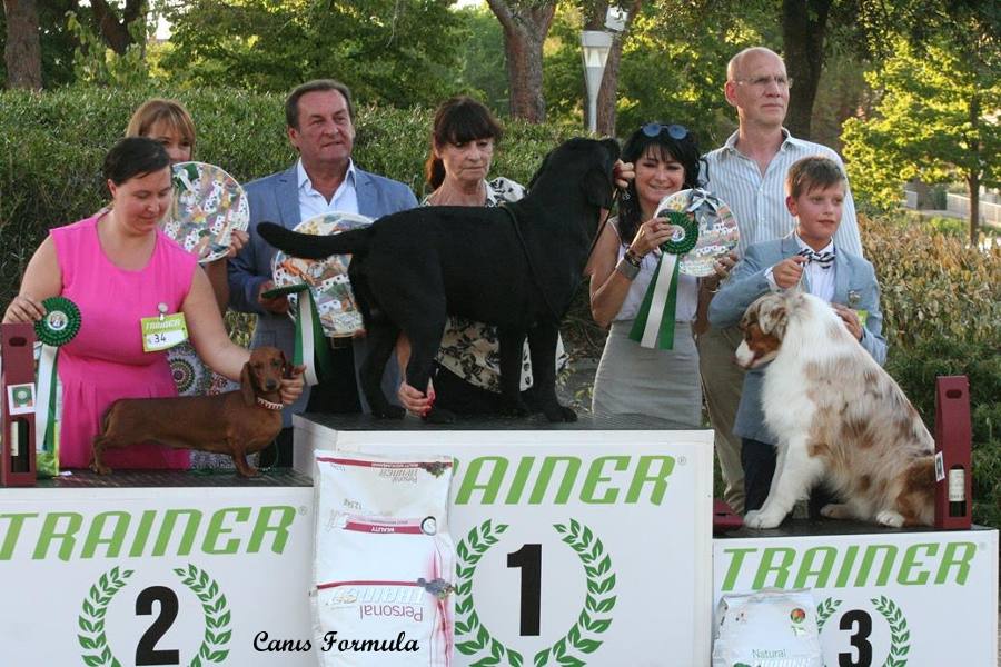 Riserva di BOG (Best of group) al best in show finale per la giovane Standard a Torrita di Siena!