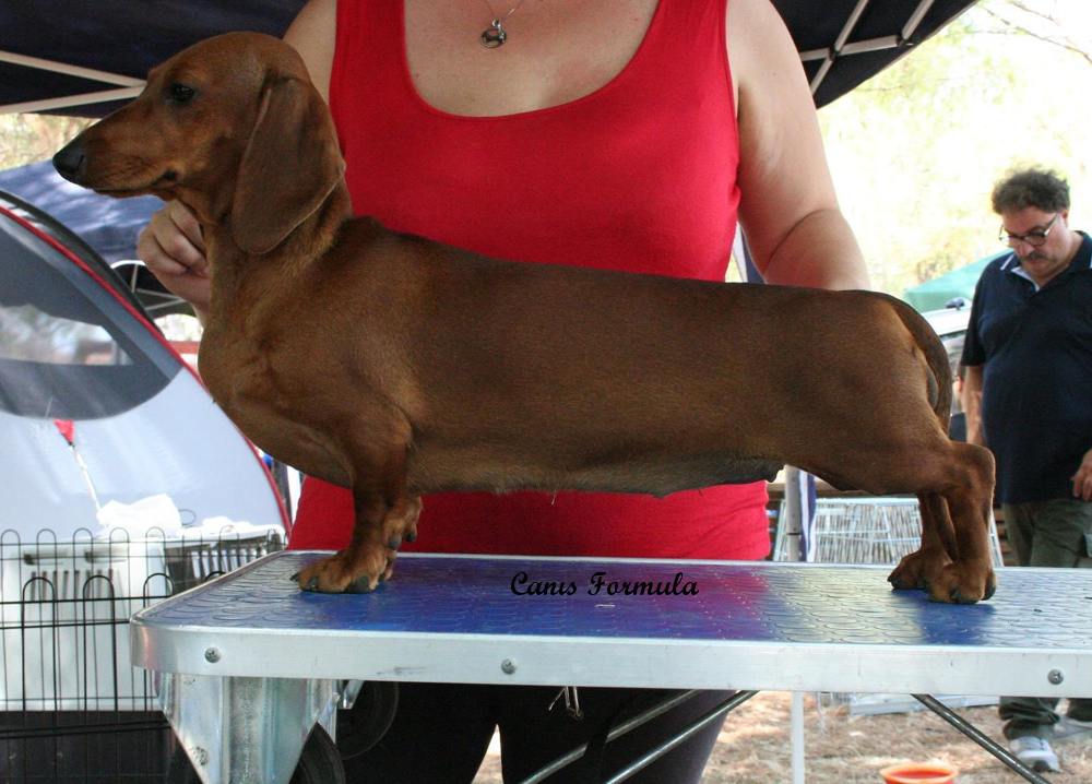 Kurzebeine italian pasta canis formula in posizione