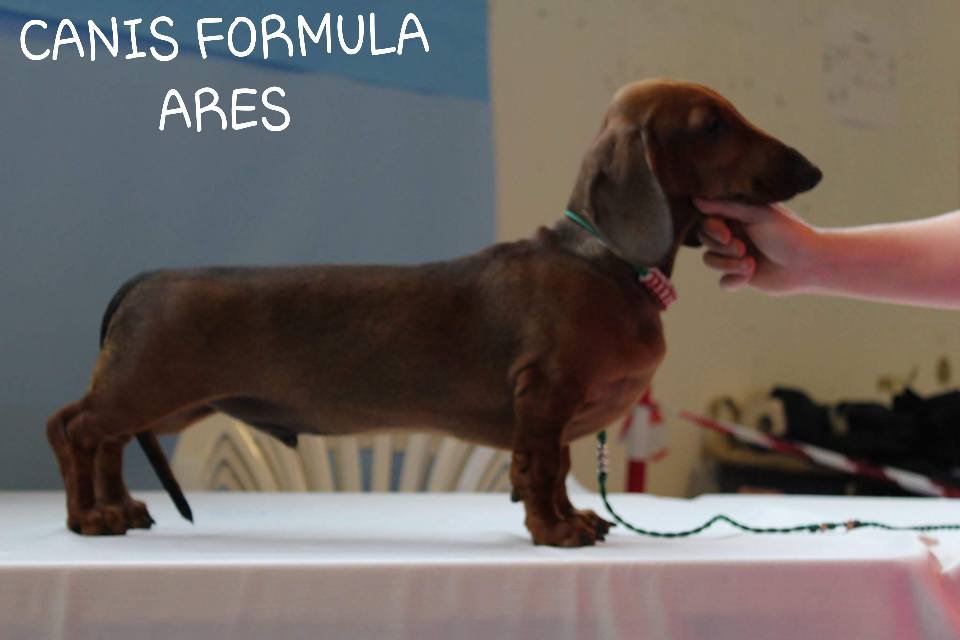 Canis Formula Ares standard pelo corto