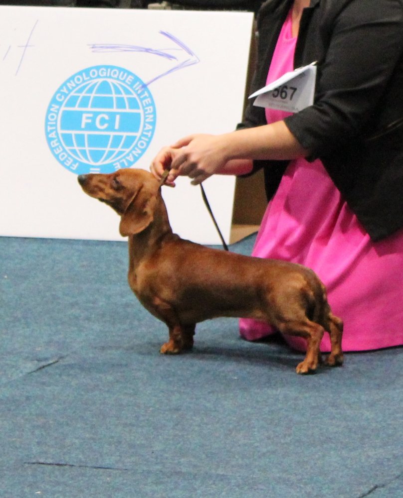 Standard fulvo al World Dog Show