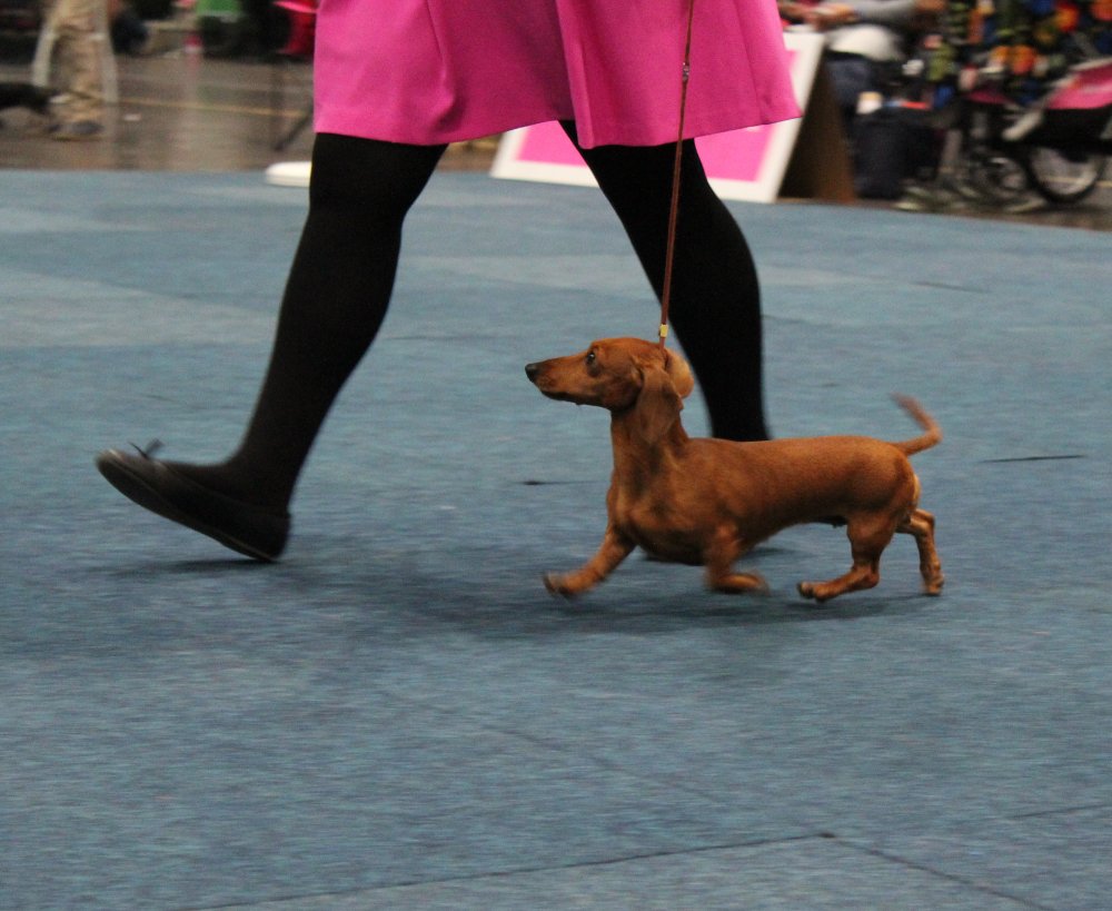 Kaninchen pelo corto al World Dog Show