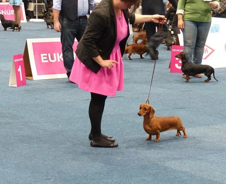 Standard fulvo al World Dog Show 2017