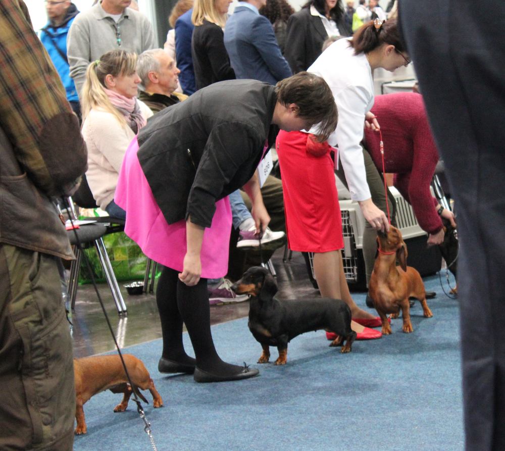 Standard classe campioni al World Dog Show