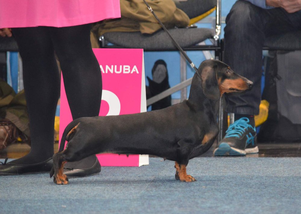 Standard Ermengarda al World Dog Show