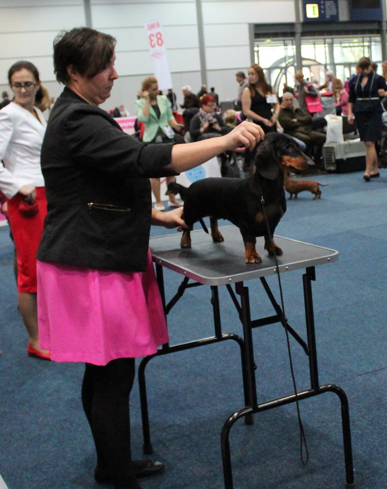 Standard nei primi cinque posti al World Dog Show