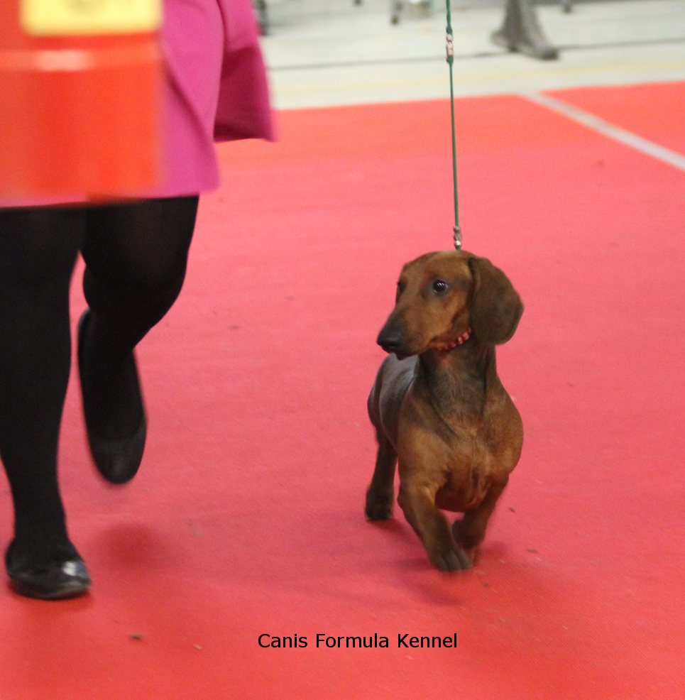 Canis Formula Ares in movimento