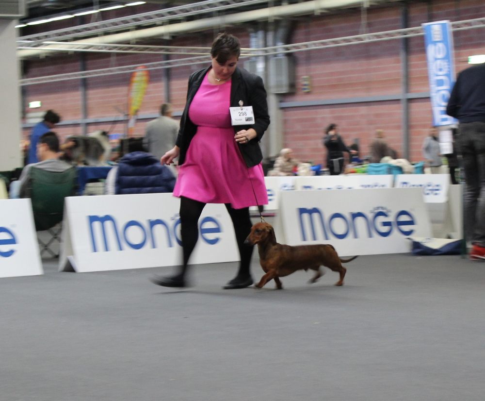Canis Formula Ares in movimento