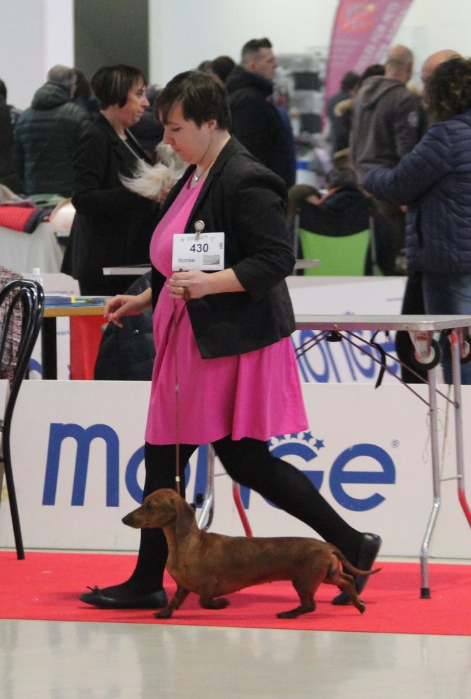 IDS Forli' dachshund in moviment