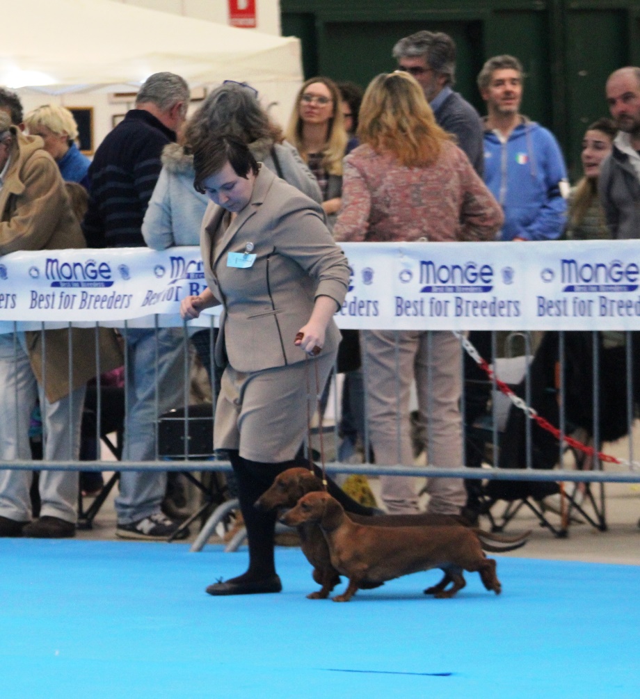 Bassotti in coppia in movimento