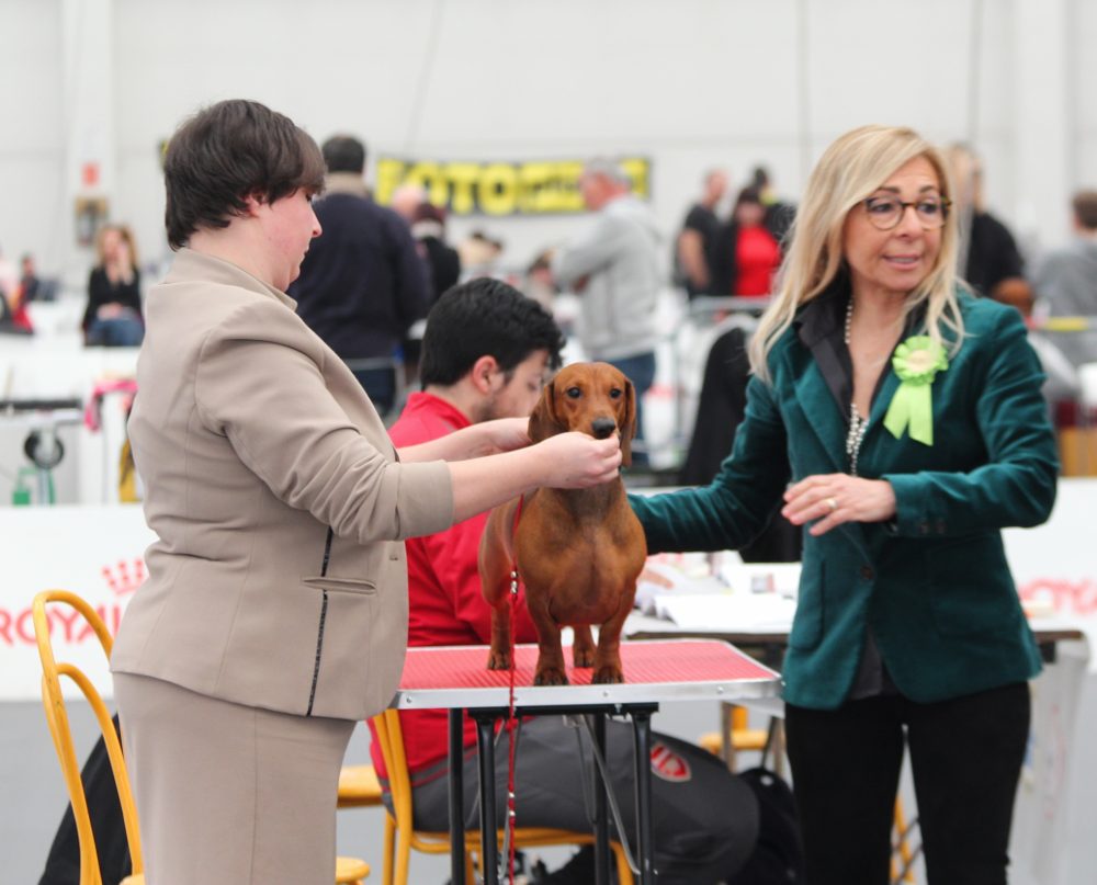 Bassotto standard maschio Ettore IDS Reggio Emilia