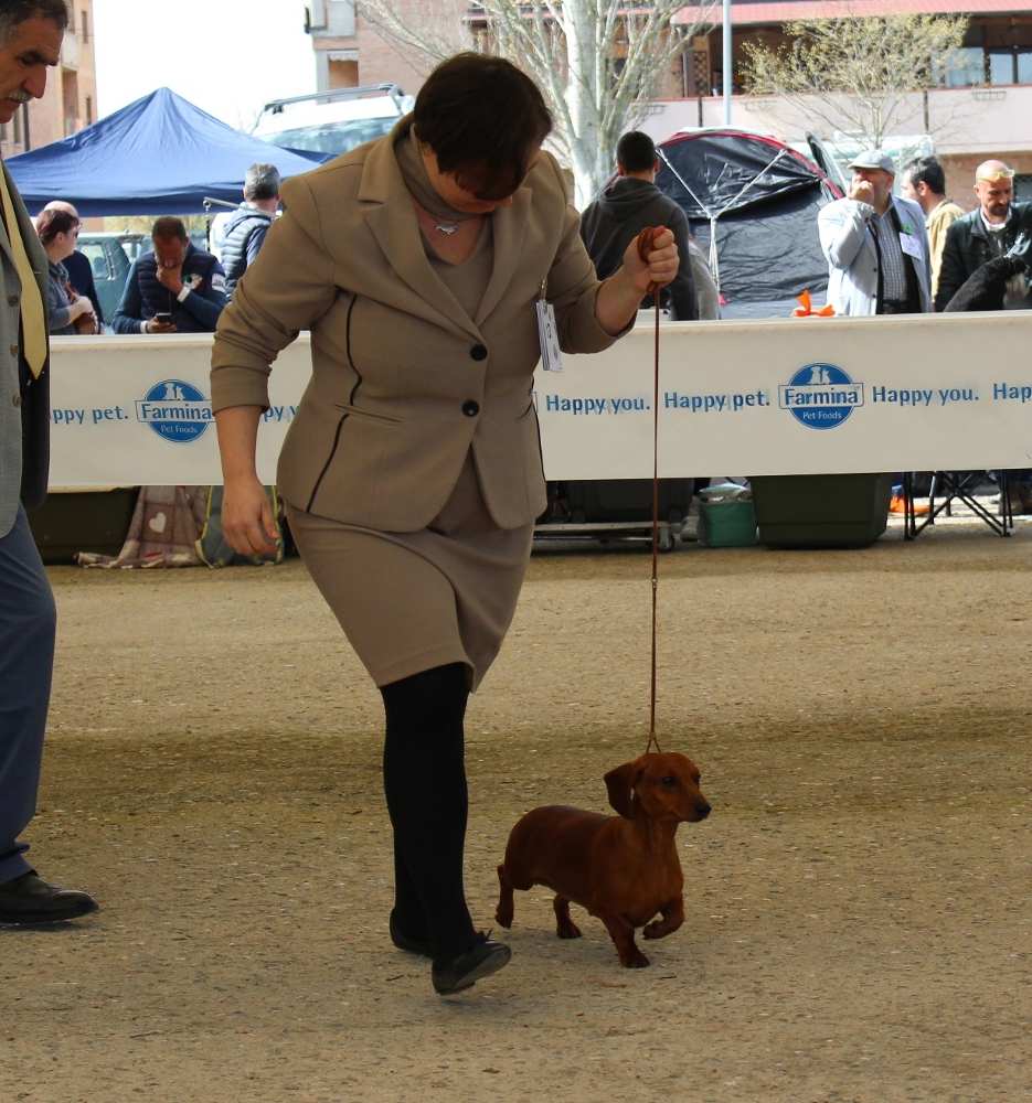 Standard pelo corto Siena