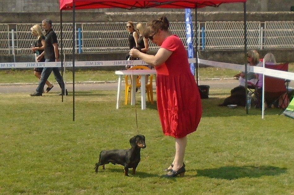 Canis Formula Augustus Junior Champion Of Serbia