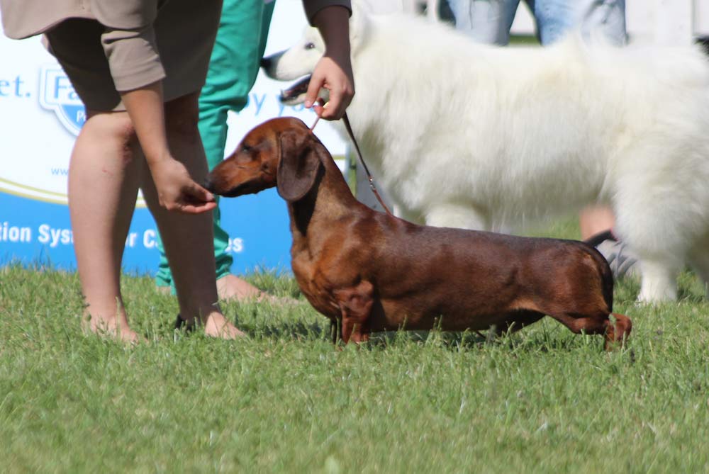 Canis Formula Ares Bassotto standard pelo corto