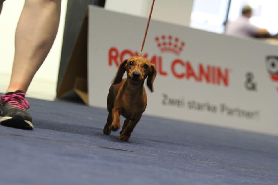 Innsbruck Dog Show