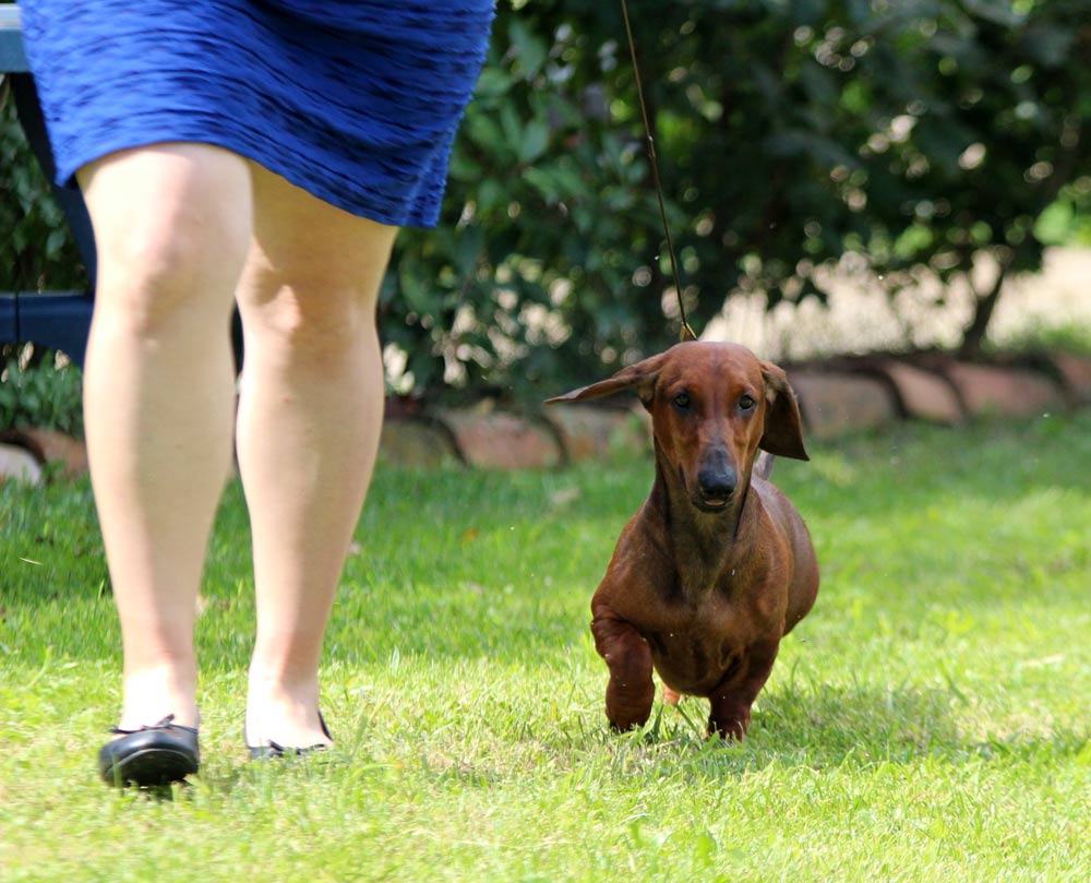 Bassotto in movimento sul prato