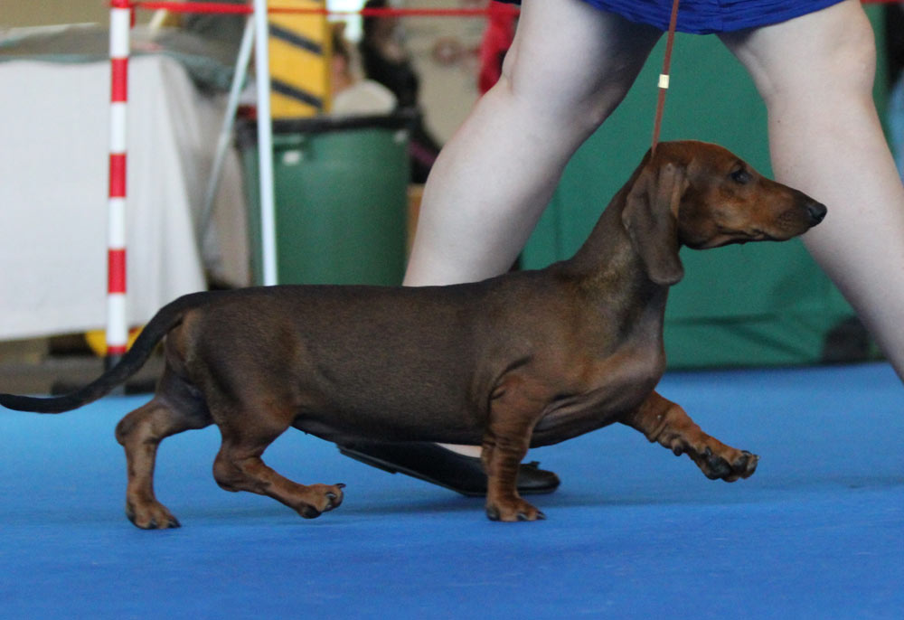 Puppy in movimento Canis Formula Bacco