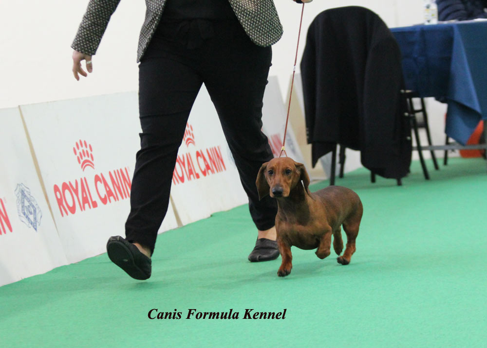 Canis Formula Bacco Juniores