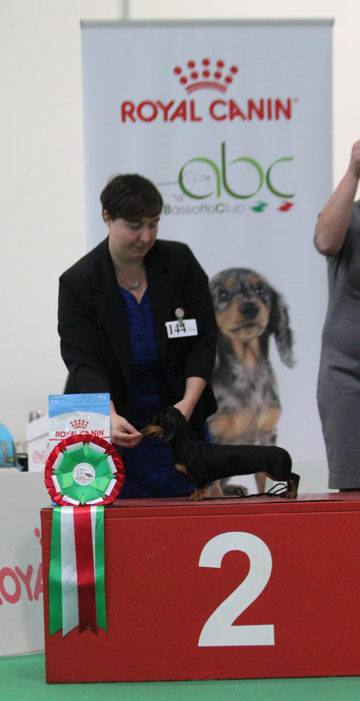 Best in show bassotti puppy