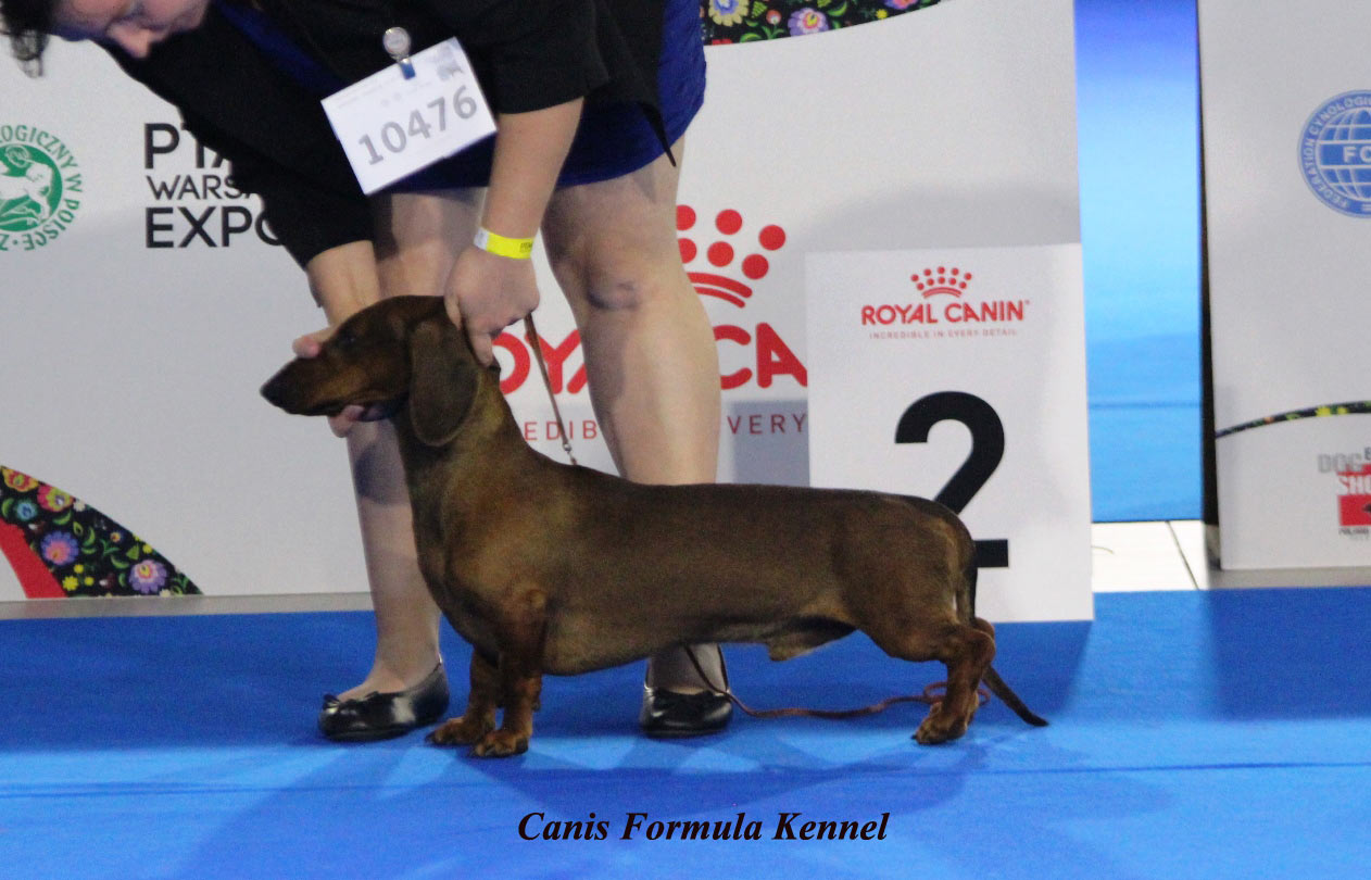 Canis Formula Bacco standard pelo corto Euro Dog Show 2018