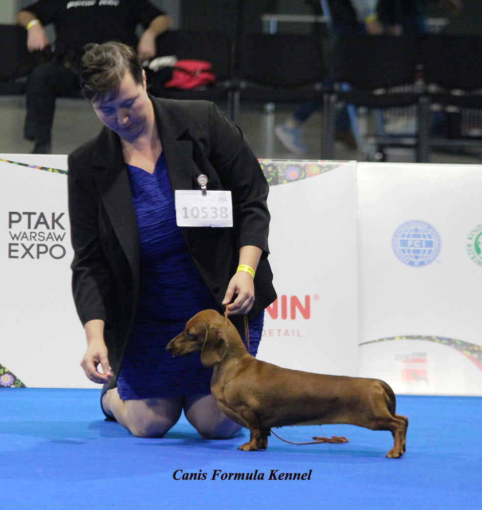 Standard fulva a pelo corto - Euro Dog Show 2018