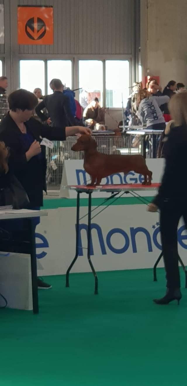 Ettore all'esposizione Internazionale di Verona con l'ottimo risultato del miglior di razza BOB