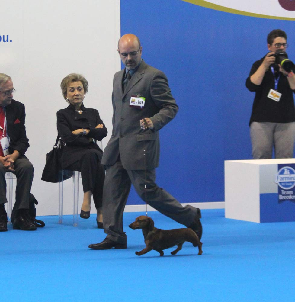 Top dog ENCI giovani bassotto kaninchen