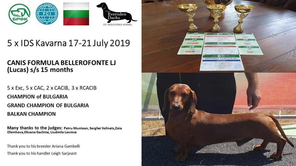 Canis Formula Bellerofonte - campione bulgaro