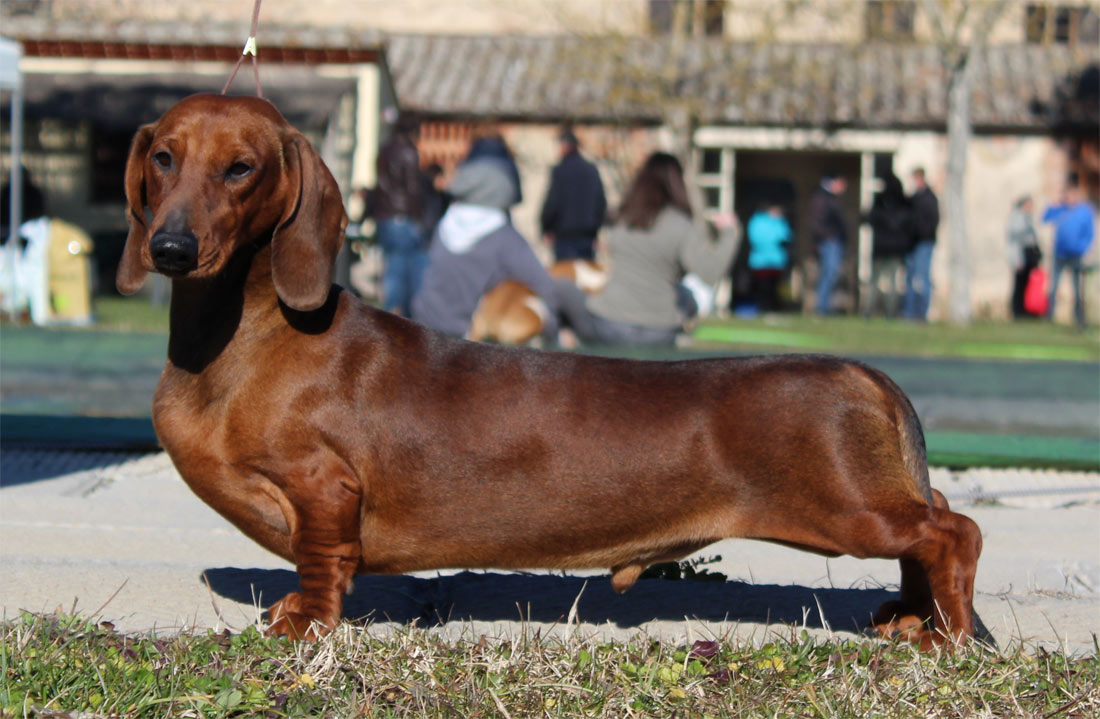 Bassotto standard pelo corto - Regionale Sinalunga