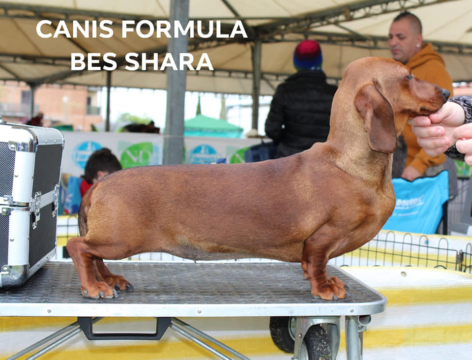 Canis Formula Bes Shara - Bassotto Standard