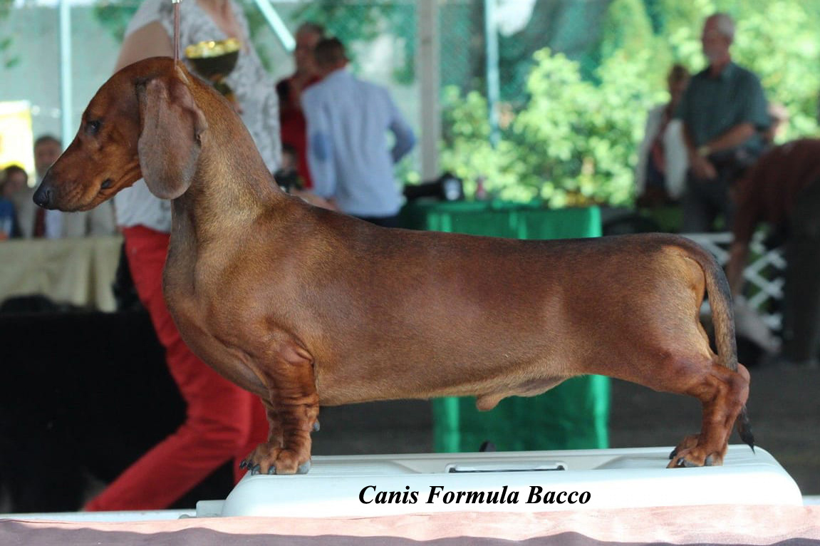 Cacib Sarvar - Bassotto Standard