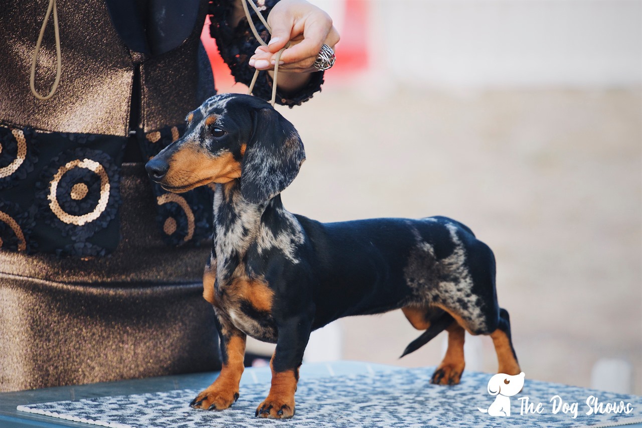 Dachshund Club Show