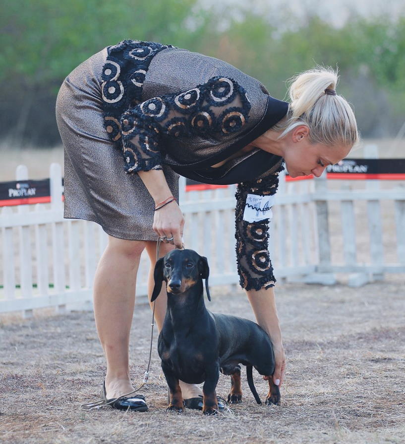 Dachshund club show Canis Formula Augustus