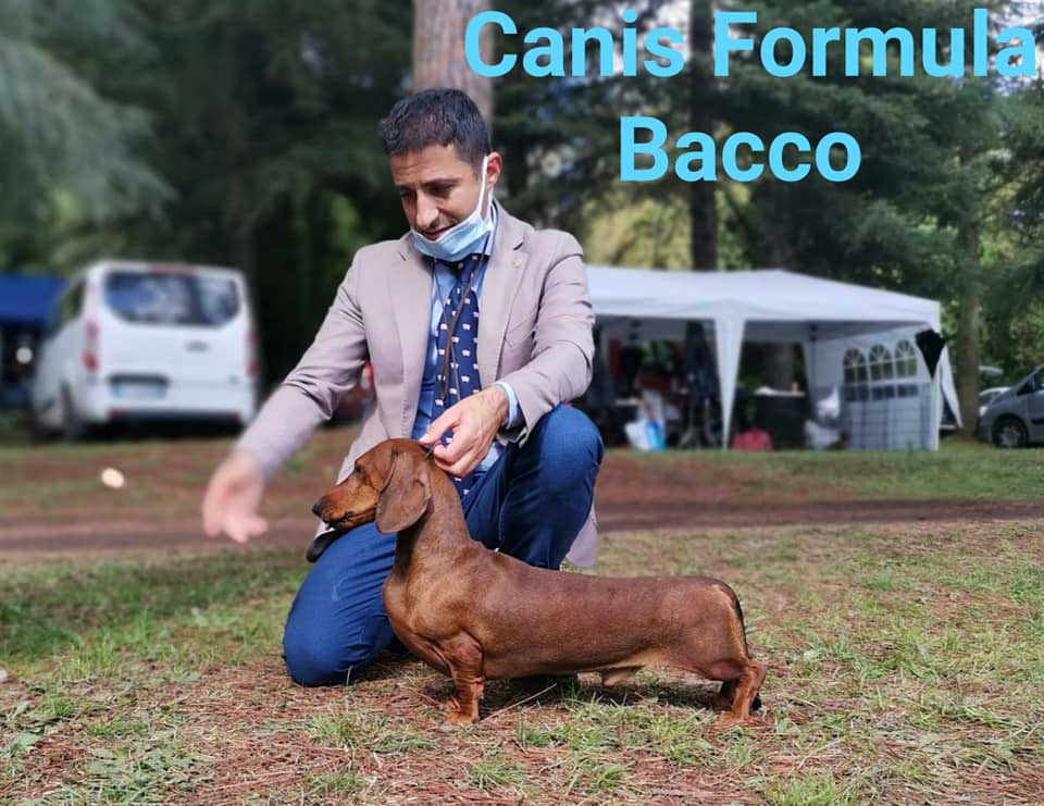 Canis Formula Bacco - CACIB Porano